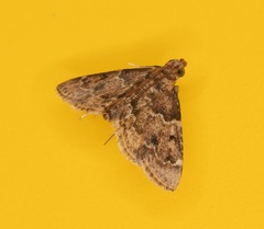 Pyralis manihotalis