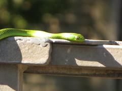 Philothamnus natalensis