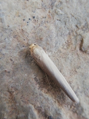 Eilema marcida