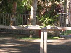 Philothamnus natalensis