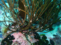 Bifurcariopsis capensis