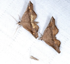 Throana pectinifer