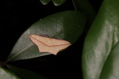 Timandra convectaria