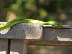 Philothamnus natalensis