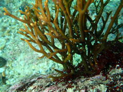 Bifurcariopsis capensis