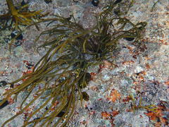 Bifurcariopsis capensis