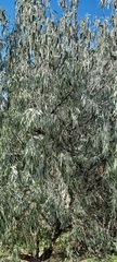 Elaeagnus angustifolia