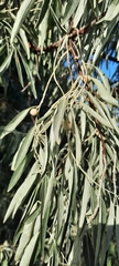 Elaeagnus angustifolia