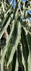 Elaeagnus angustifolia