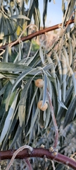 Elaeagnus angustifolia