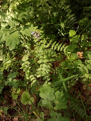 Vicia sepium