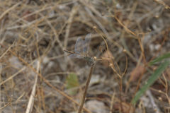 Sympetrum fonscolombii