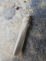 Eilema marcida