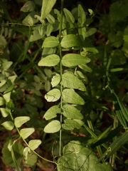 Vicia sepium