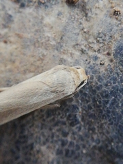 Eilema marcida