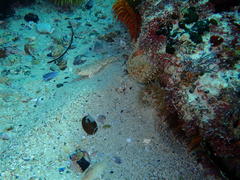 Caffrogobius nudiceps