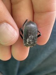 Eleodes suturalis
