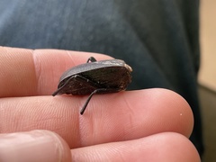 Eleodes suturalis
