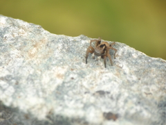 Stenaelurillus vyaghri