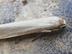 Eilema marcida