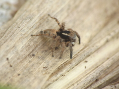 Stenaelurillus vyaghri