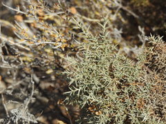 Ulex argenteus argenteus