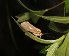 Asota plaginota