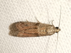 Cadra furcatella