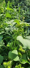 Xanthium orientale