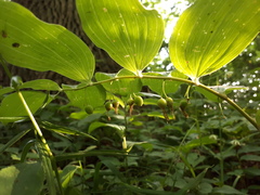 Polygonatum multiflorum