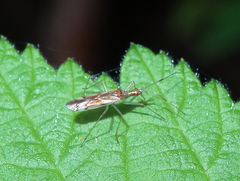 Dicyphus famelicus