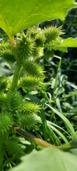 Xanthium orientale