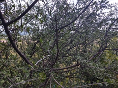 Forestiera angustifolia