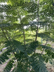 Caesalpinia pulcherrima