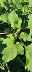 Xanthium orientale