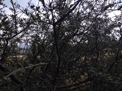 Forestiera angustifolia