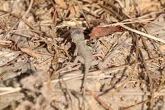 Sceloporus consobrinus