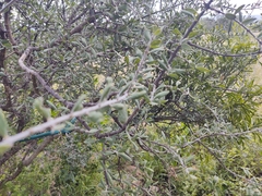 Forestiera angustifolia