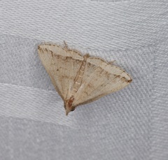 Lysimelia neleusalis