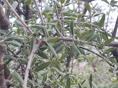 Forestiera angustifolia