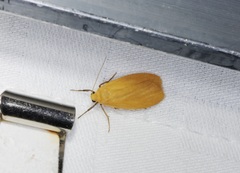 Manulea fuscodorsalis