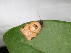 Neocalyptis liratana