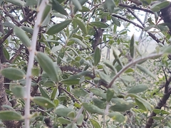 Forestiera angustifolia