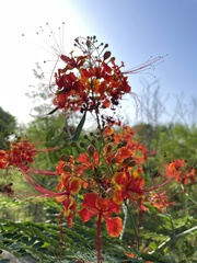 Caesalpinia pulcherrima