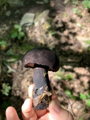 Tylopilus alboater