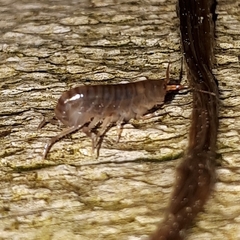 Arcitalitrus sylvaticus