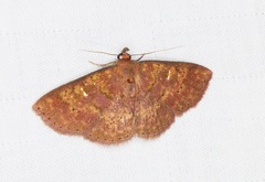 Sarobides inconclusa