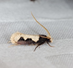 Thisizima subceratella