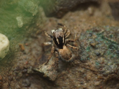 Stenaelurillus vyaghri