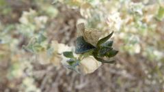 Atriplex lindleyi inflata